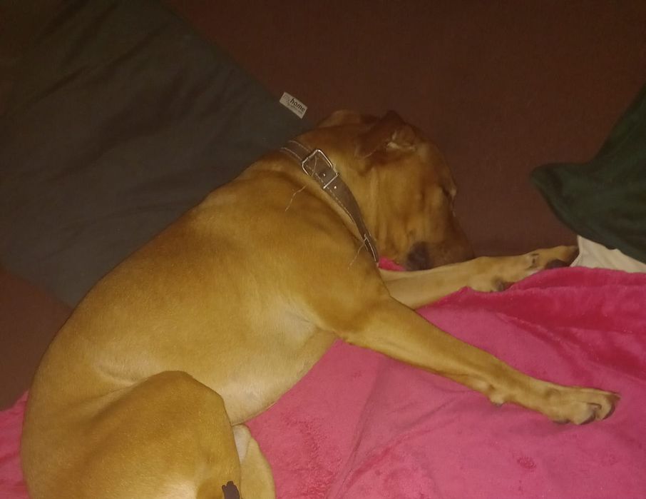 Quero fazer uma adoção de um cachorro. Raça mistura com belga