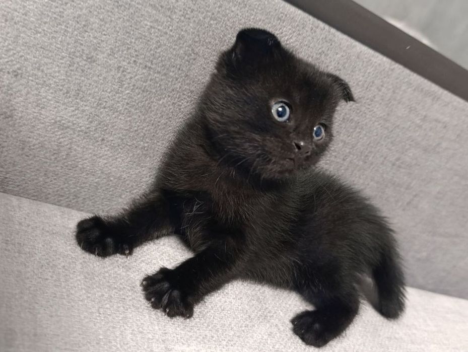 Кошенята скотіш-фолд