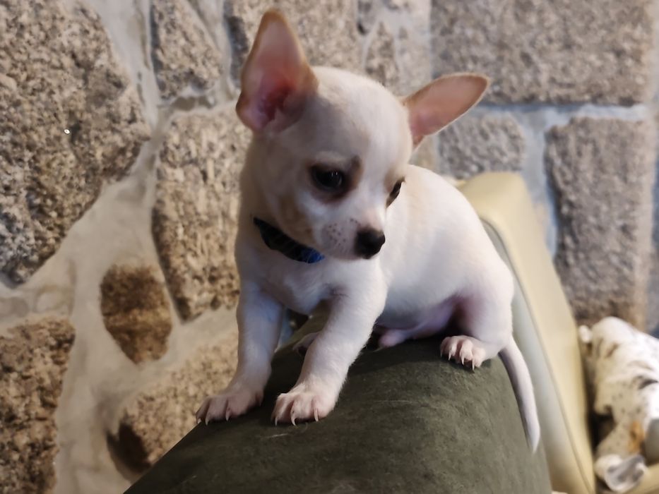 Chihuahua muito fofo