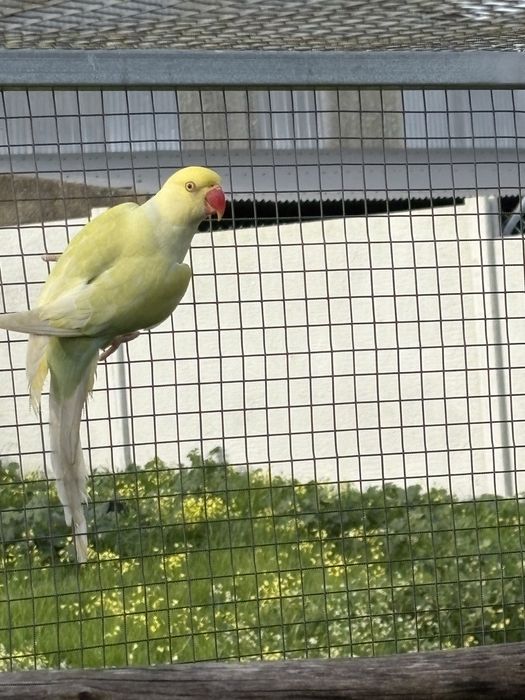 Ring neck Azul turqueza Pálido