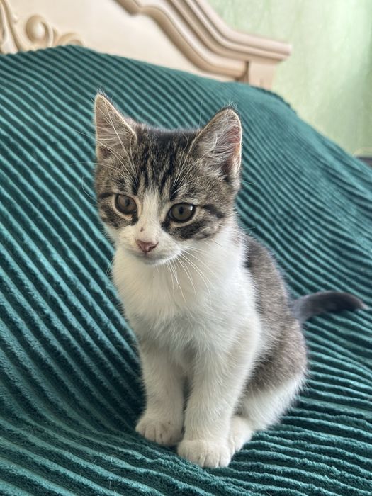 Відам котика в добрі руки