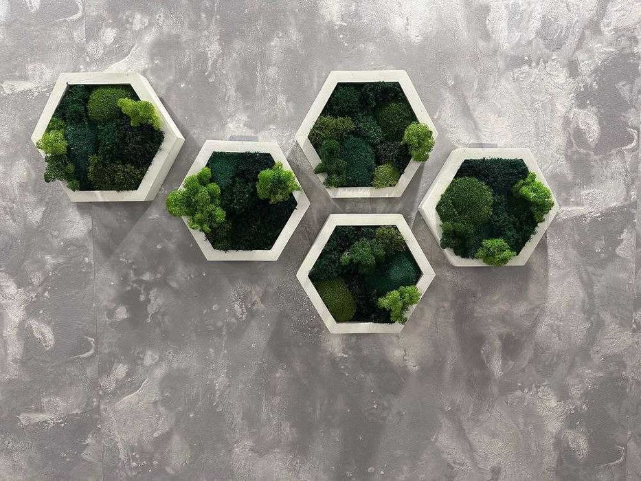 Мох у сотах, соти з мохом,декор з моху, стабілізований мох. ЗНИЖКИ!!!