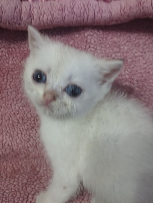 Серебристый шиншилла мальчик