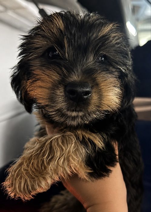 Yorkshire Terrier Macho