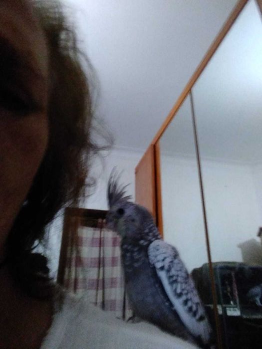 Caturra criada à mão Para venda