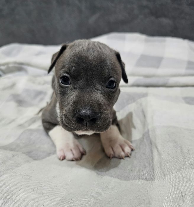 American staffordshire terrier Amstaff