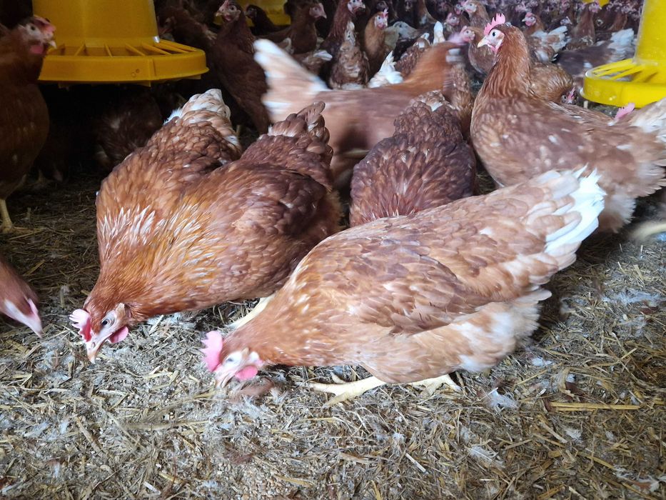 Kurki kokoszki nioski Tetra brązowa odchowana dowóz Gratis