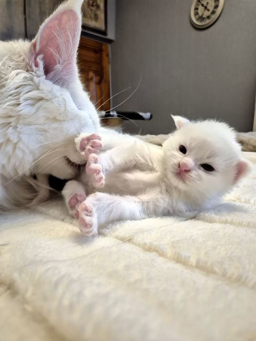 Мейн- кун кошенята