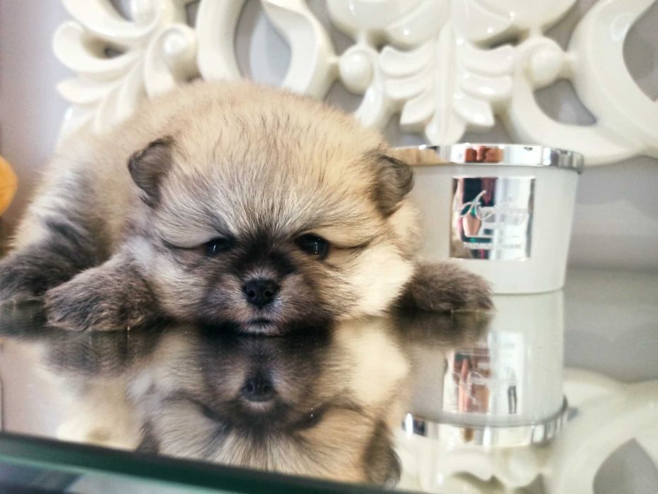 Szpic miniaturowy***pomeranian suczka