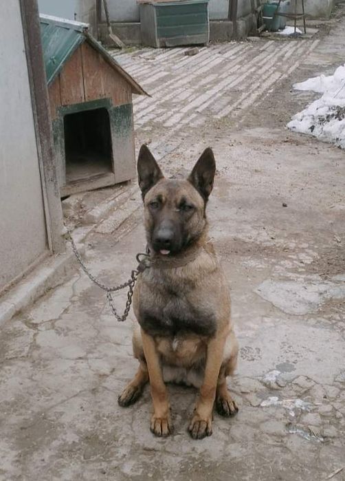 бельгийская овчарка