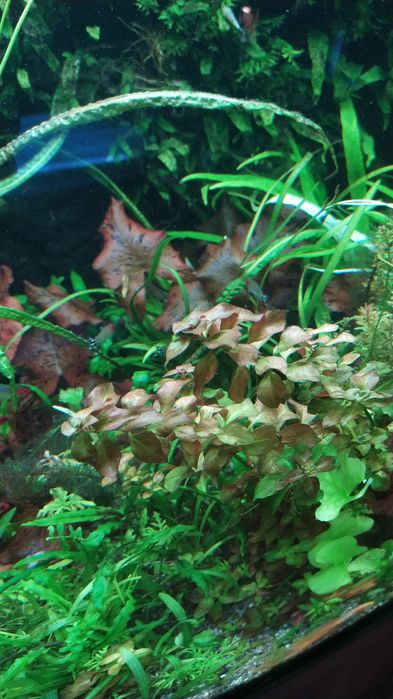 Рослини в акваріум
