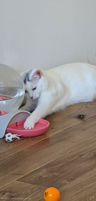 Білий котик белый кот