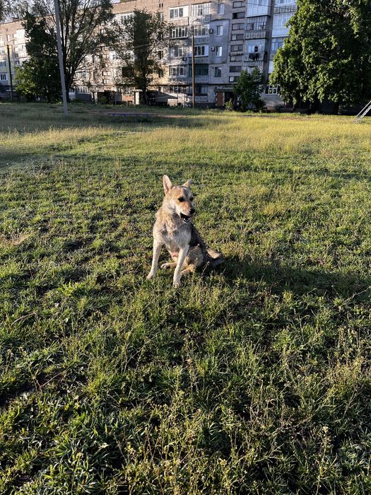 Дворняга в хорошие руки