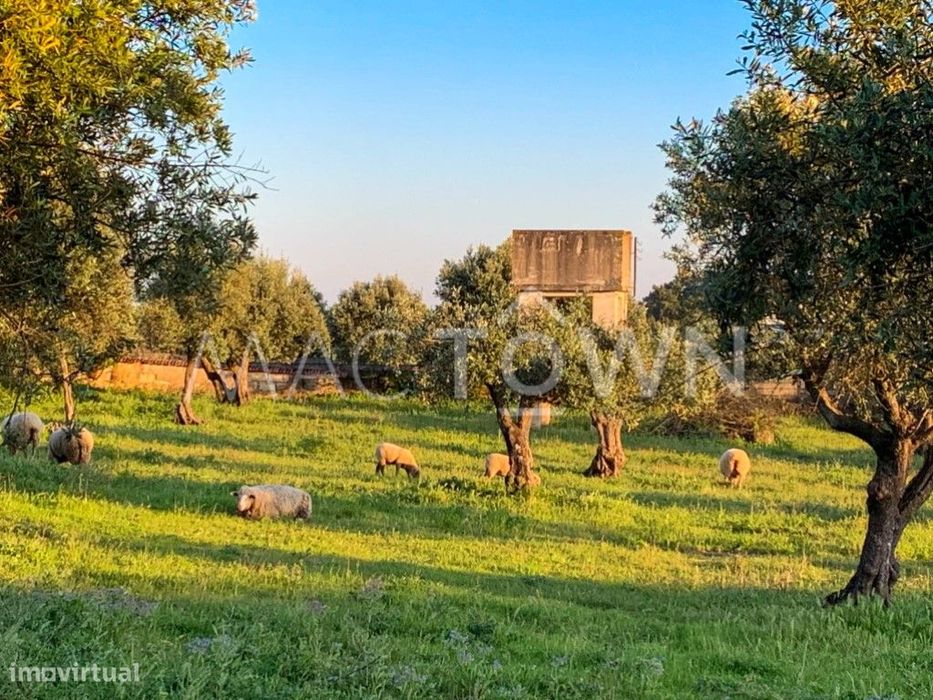 Imóvel Estratégico em Alcanena para Projeto Empresarial ou Residencial