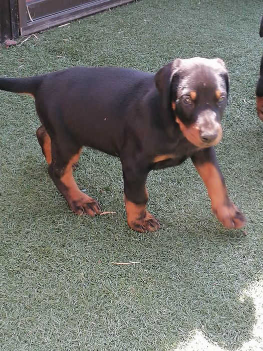 Excelente Cachorro  Doberman