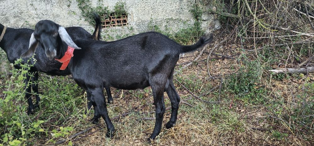 Macho Anglo Nubiana cruzado