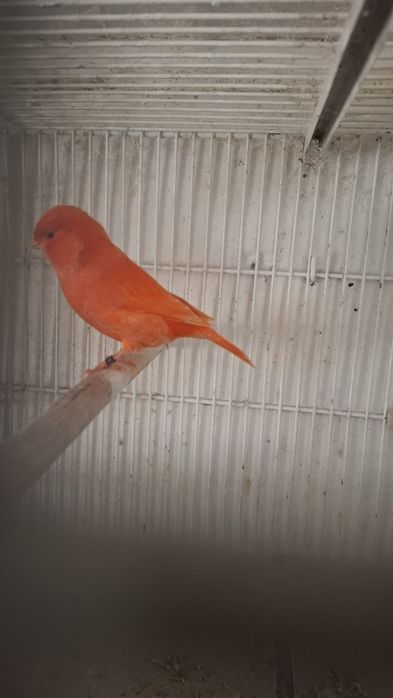 Casais canarios várias raças