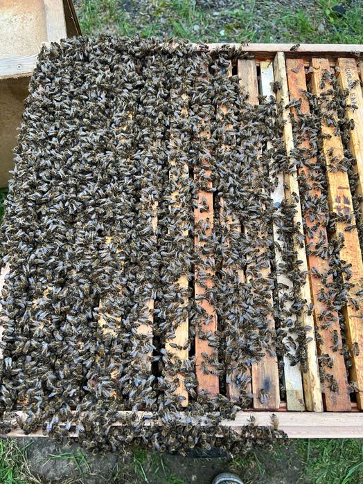 Бджоли, бджолині сім’ї.