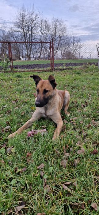 Szczeniaki szukają nowego domu