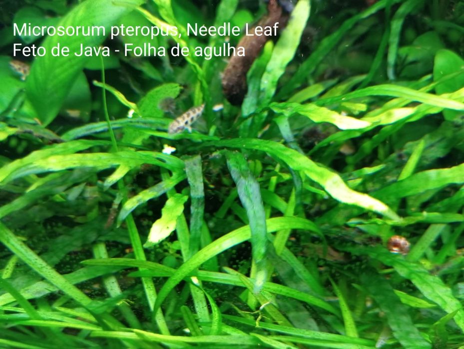 Plantas para aquário e ou lago. Enterrar, flutuantes ou prender