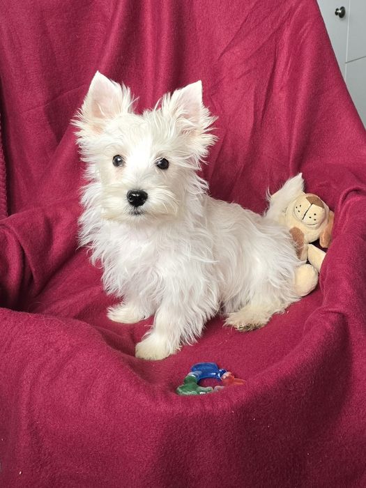 Piesek West highland white terrier