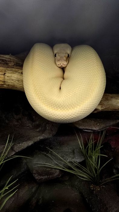 Ogromne terrarium 250×60×70. NOWE !