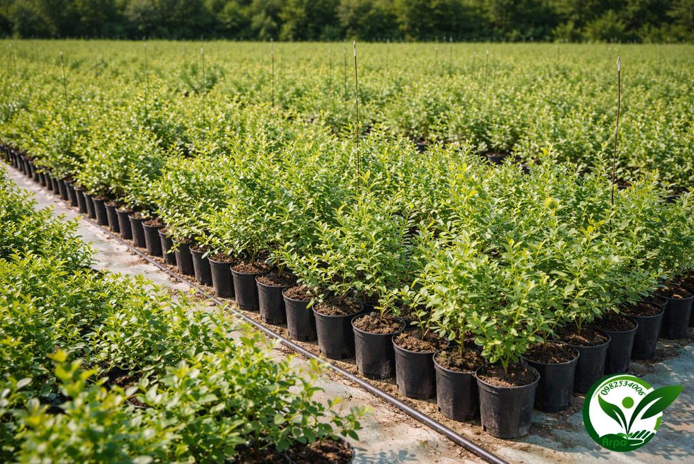 Купити лохину ранню — саджанці кущі розсада, перша ягода літа борувка