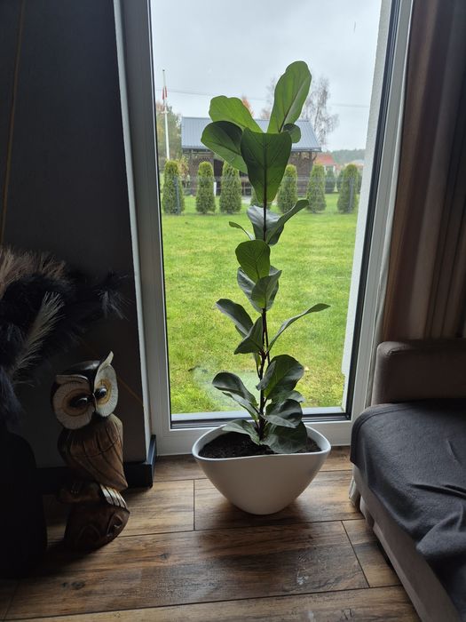 Kwiat figowiec dębolistny wysoki