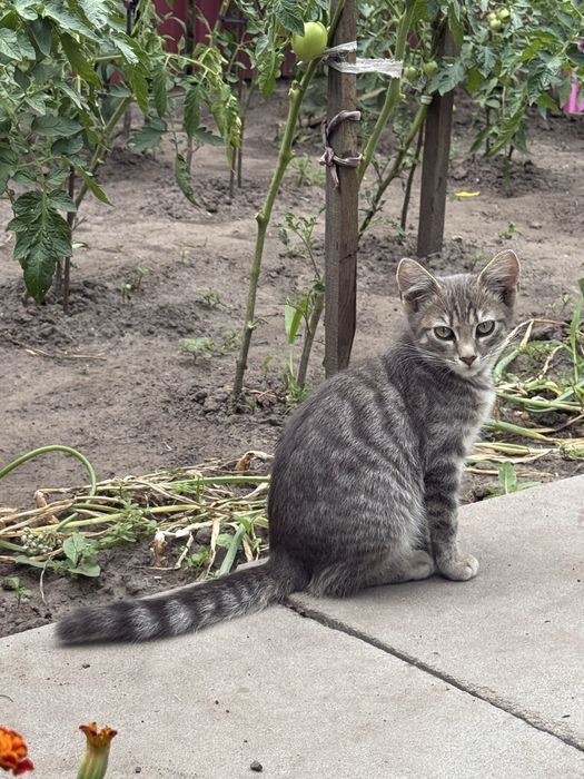 Котики шукають свою  домівку