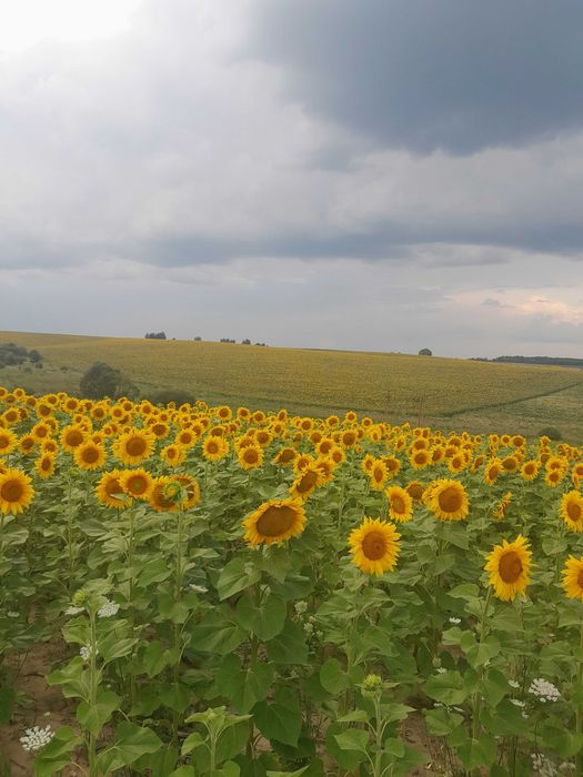 Бджоли, відводки.