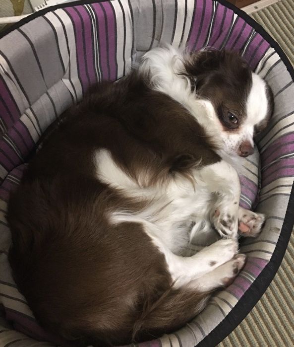 Чихуахуа, мальчик для вязки