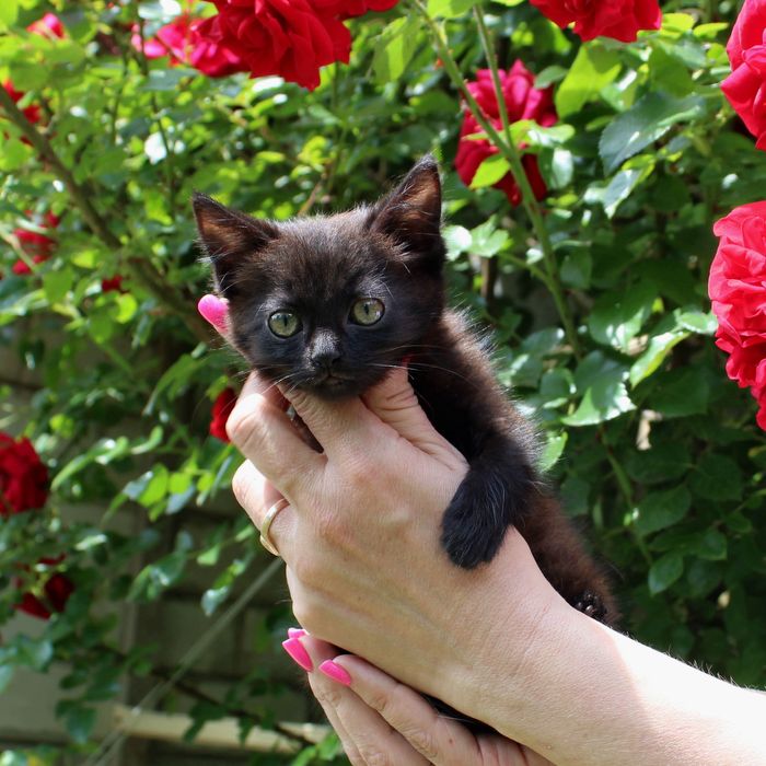 Котик шукає родину