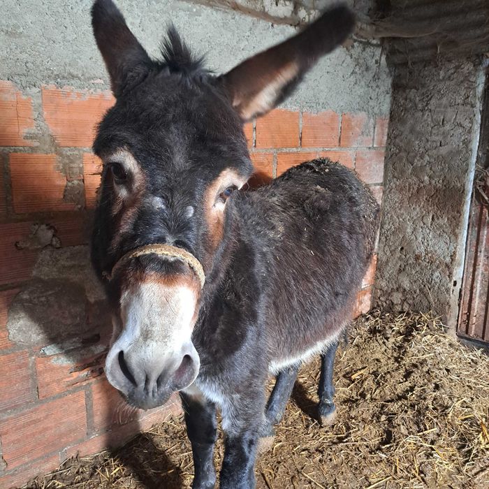 Burro  com 6 anos