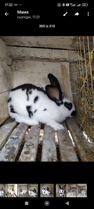 Продам кролів самців