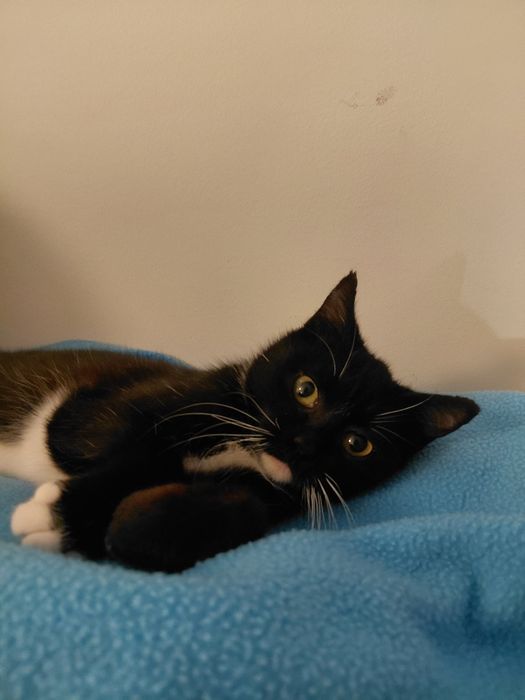 Gato bebé de 4 meses para adoção (Musgo)