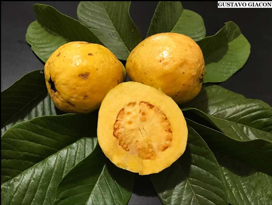 Árvore de Goiaba diversas variedades