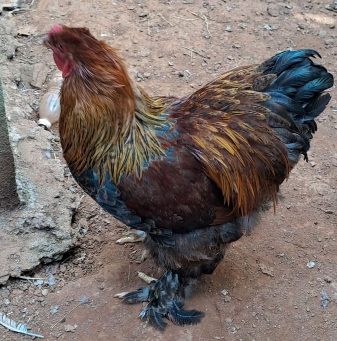 Galos Brahma perdiz