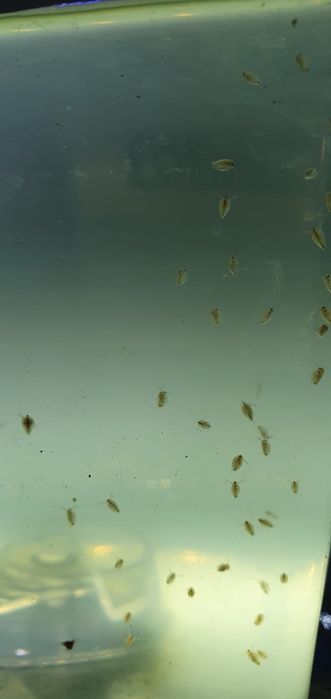 Dafnias Magna alimento vivo