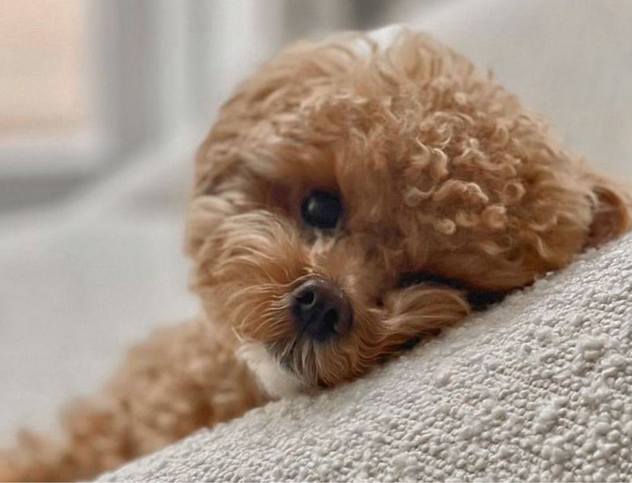 Крихітні дітки мальтіпу