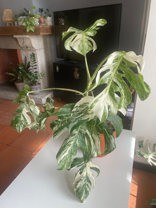 Monstera deliciosa variegata