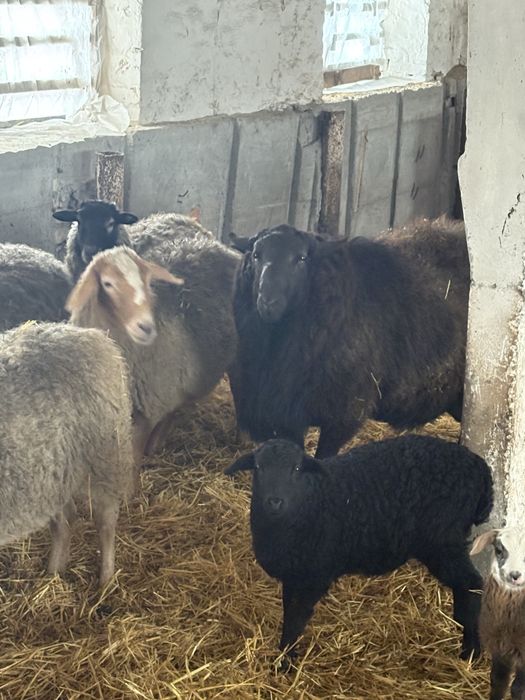 Овцы Баран ягнята