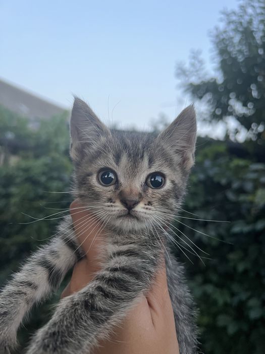 Шотландские котята окрас Табби
