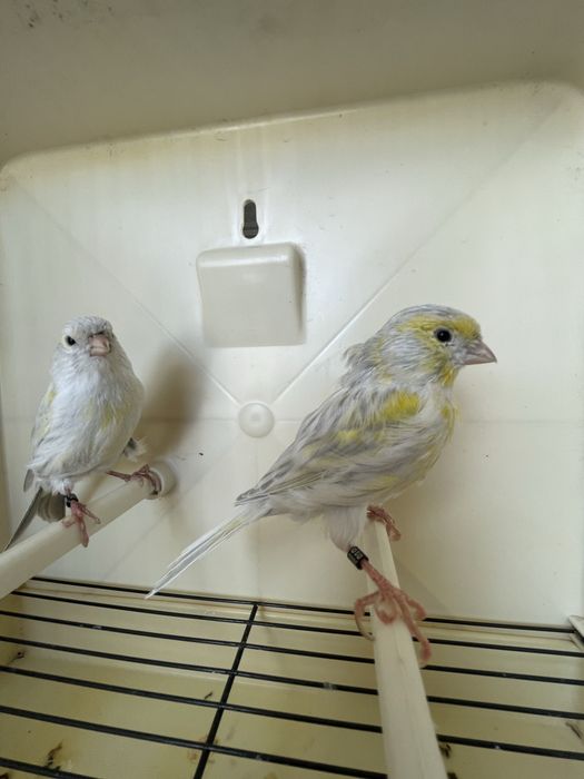 Canarios agata opala amarelo mosaico