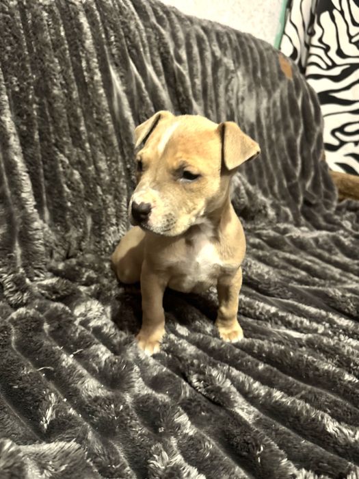 Чистокровные щенки Стаффы