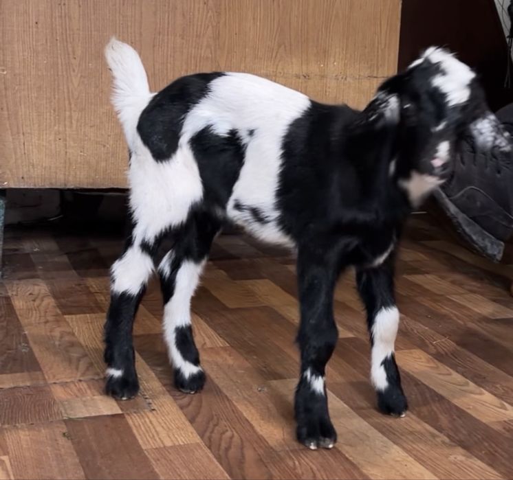 козел англонубійський