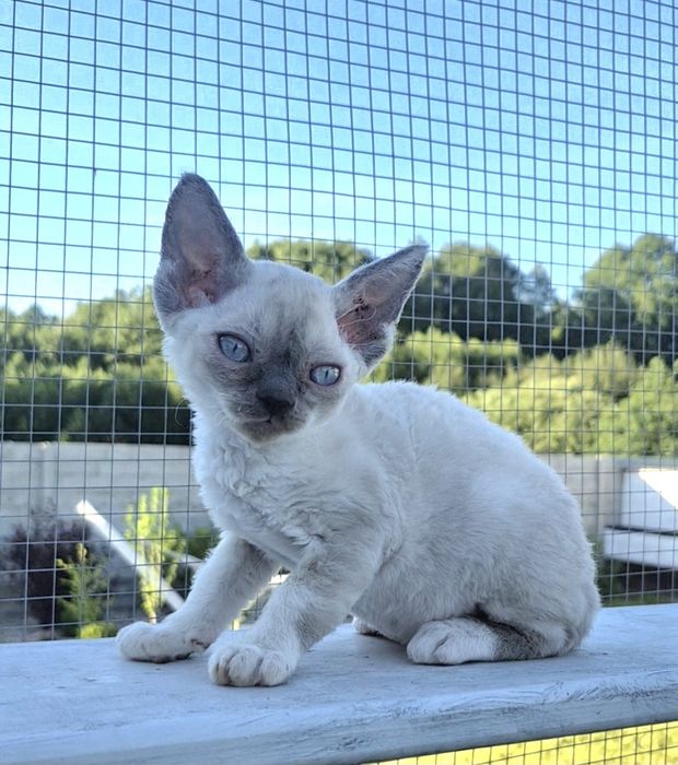 Śliczny mały devon rex FPL -  możliwość rezerwacji
