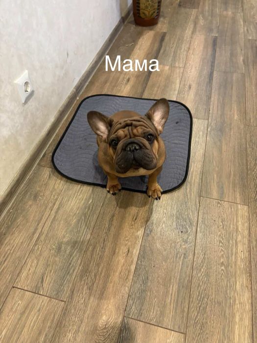 Цуценята французького бульдога