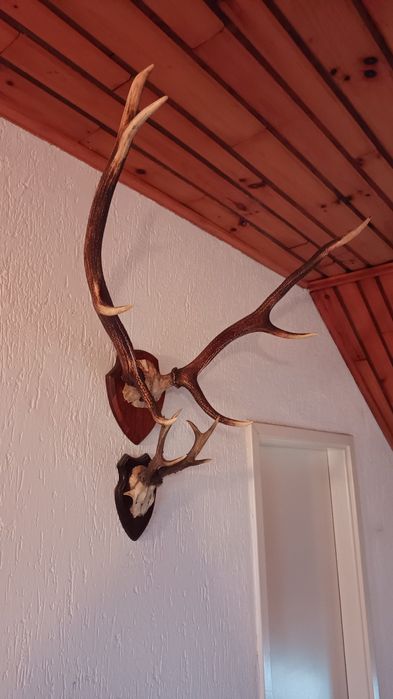 Poroża jeleni           .