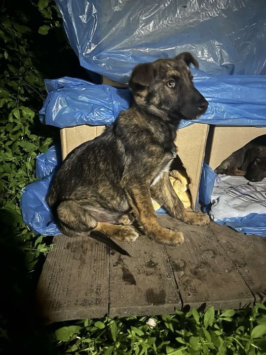 Шукає родину, хлопчик, приблизно 6 місяців