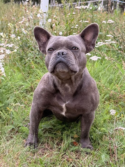 Buldog francuski suczka niecałe 2 lata